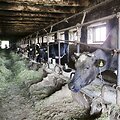 Seimo nario Sergejaus Ursulo ūkis 