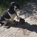 Žryrkelyje netoli Verknės aptiktas &scaron;uo