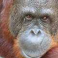 Orangutanas