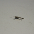 Uodai trūkliai &scaron;iomis dienomis paplito po visą marių pakrantę. 2011 m. gegužės 11 d.