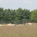 Antano Boso elnyne ganosi &scaron;imtai elnių bei danielių. 