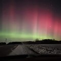 &Scaron;iaurės pa&scaron;vaistė, Agnės užfiksuota Skuodo rajone, Aleksndrijoje.