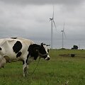 Klaipėdos rajone investuotojai nori pastatyti 18-ja jėgainių, tačiau projektas stringa. 