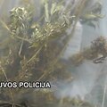 Klaipėdietis buvo pasirūpinęs visa reikiama įranga kanapių auginimui.