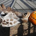 Londono zoologijos sodo gyventojai taip pat &scaron;venčia Heloviną