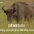 I&scaron; Pa&scaron;ilių stumbryno i&scaron;trūko stumbras