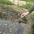 Dumblių niokojamas Žiežulio ežeras Varėnoje