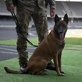 NATO pratybos Lietuvoje