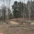 Pjaunami medžiai Pilaitės Priegliaus g.