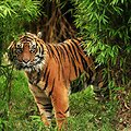Tigras Indijos džiunglėse