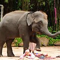 Dramblys atliks tailandieti&scaron;ką masažą