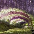 Vijoklės glicinijos sukūrė Japonijoje tikrą rojaus kampelį 