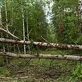I&scaron;skirtiniame Grabijolų kaime ledai kaip kum&scaron;tis daužė langus ir stogus