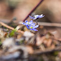 Bundantis pavasaris