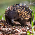 Echidna