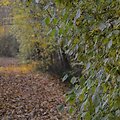 Skinderi&scaron;kio dendrologinis parkas