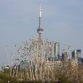 Pauk&scaron;čiai tupintys medžiuose Toronto fone