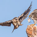 &bdquo;Audubon&ldquo; fotografijos apdovanojimų geriausios 2016 m. pauk&scaron;čių nuotraukos