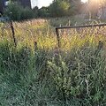Apleistas sklypas Kauno Vi&scaron;tyčio gatvėje