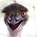 Pauk&scaron;tis emu