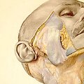 Iliustracija i&scaron; &bdquo;Pernkopfo atlaso&ldquo;