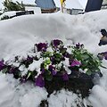 Sniegas nuklojo Reginos Valiukienės ūkį