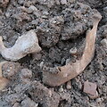 Archeologiniai kasinėjimai Žeimelyje