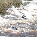 Plaukimo atvirame vandenyje mėgėjai netrukus pradės sezoną.