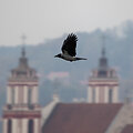 Varna