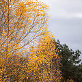 Paskutiniai auksinio rudens atvaizdai