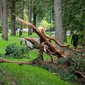 Nuvirtę medžiai Vingio parke
