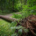Nuvirtę medžiai Vingio parke