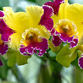Orchidėja