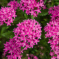 Egipto žvaigždė (Pentas lanceolata)