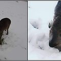 Į sodybą atklydo mažas negaluojantis stirniukas. Sodybos &scaron;eimininkai Važgauskai nepaliko stirniuko likimo valiai, jį gelbėjo.