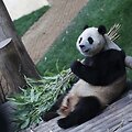 Yao Qilin / ZUMAPRESS.com