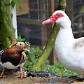 Pauk&scaron;čiai / Gosling family / SWNS / Gosling family / SWNS