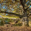 Lietuvos arboristikos centro nuotr.