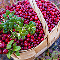 rjp / Alamy