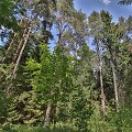 Margupio botaniniame draustinyje