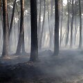 Mi&scaron;kas po gaisro Prancūzijoje