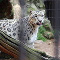 Snieginis leopardas