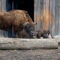 Lietuvos zoologijos sode gimė stumbriukas