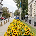 Saulėgrąžų žiedai prie Ukrainos ambasados