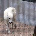 Lietuvos zoologijos sode &ndash; gausus būrys jauniklių
