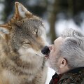 Vilkas laižo jį prižiūrintį tyrėją Vokietijoje