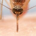 how-mosquitoes-use-six-needles-to-suck-your-blood-deep-look
