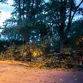 Naugarduko gatvėje nuvirto medis