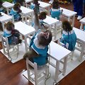 Beždžionių mokykla Kinijoje