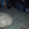 Policijos kalbinami jaunuoliai turėjo &scaron;tai tokį ,,kamuolį" prigrūstą marichuanos